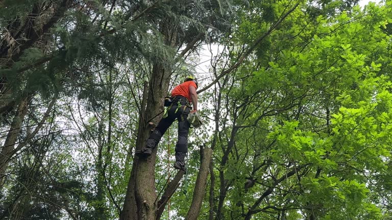  Beecher, IL Tree Removal and Landscaping Services Pros